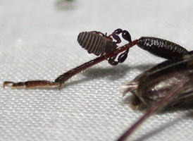 Wyochernes sp.